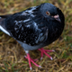 Image for article titled What Kind of Birds Are the Kardashians?
